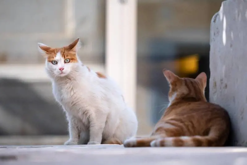 La ragazza che ascoltava i gatti: un lungo viaggio per ritrovare sé stessi