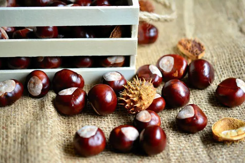 Castagne, come conservarle appena raccolte e 4 modi per prepararle