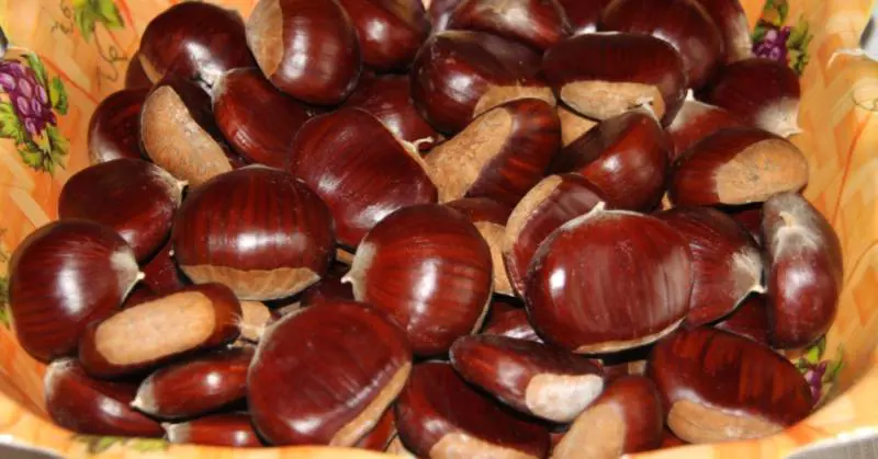 Castagne edibili
