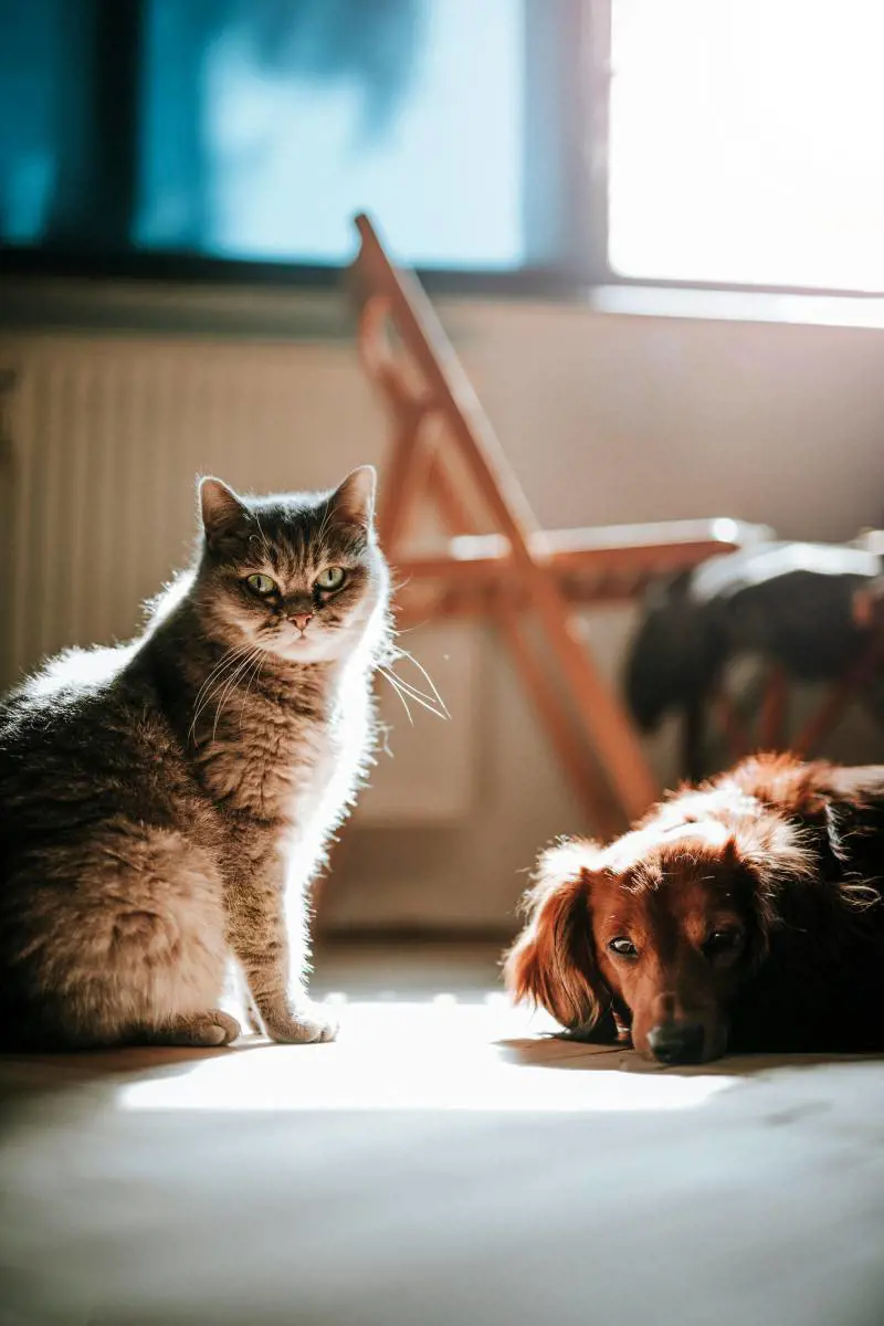 Permessi retribuiti per assistere il proprio animale domestico: chi ne ha diritto secondo la Cassazione