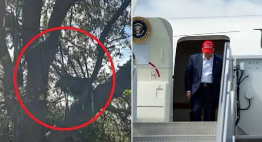 Caccia sugli alberi a Palm Beach, indaga l'Fbi. "Rischio di un nuovo agguato contro Trump"