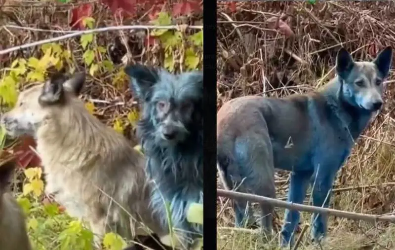 Cani dal pelo blu, la scoperta choc a Chernobyl e lo studio per salvare l'uomo dalle radiazioni