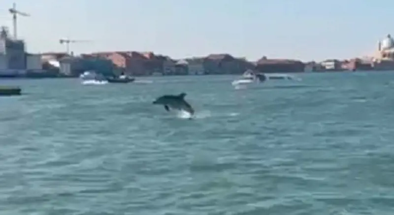 Venezia, Mimmo e il grande equivoco dei turisti: i delfini non ridono