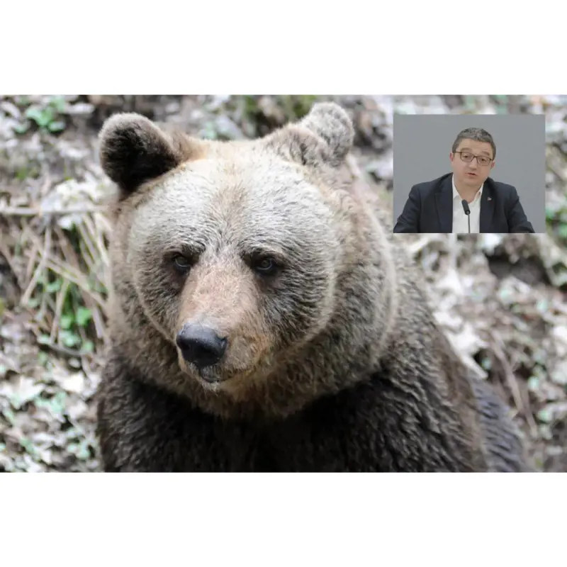 Fugatti indagato per la morte dell’orso M90: "Fu ucciso con crudeltà"