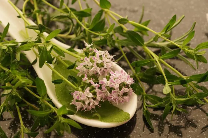 Invecchiare bene? Ecco le proprietà di timo e origano