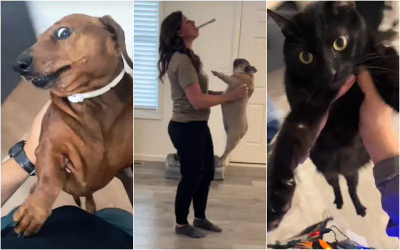 Quei volteggi per un like. Cosa c'è dietro il pericoloso trend "spinningcat" e "spinningdog"