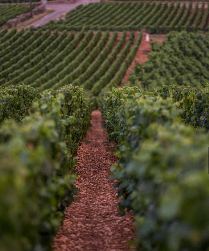 Vigneto