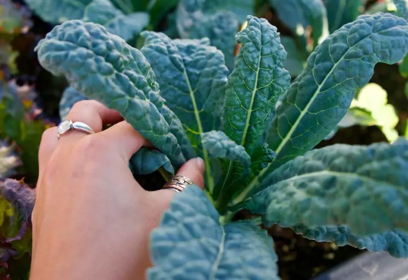 Cavolo nero contro lo stress ossidativo e in favore delle difese immunitarie: come prepararlo