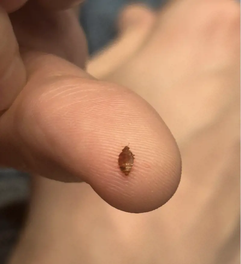 Parigi, torna l’incubo delle cimici dei letti. Chiuse le sale della Cinémathèque Française