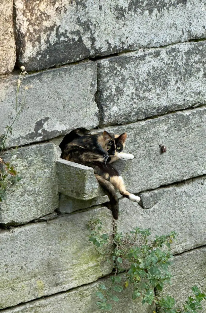 Immagine gallery