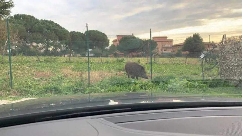 È morto "Ugo" il cinghiale che scorrazzava da giorni per Talenti