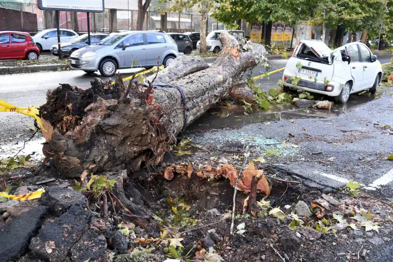 Roma, Raggi: "Alberi caduti? Sono di epoca fascista"