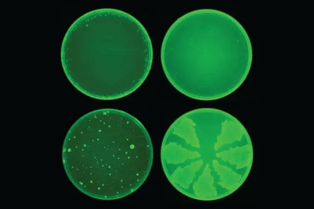 Scoperto super antibiotico grazie all'intelligenza artificiale