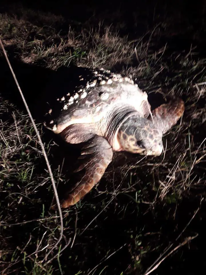 Barletta, caretta caretta trovata agonizzante in campagna