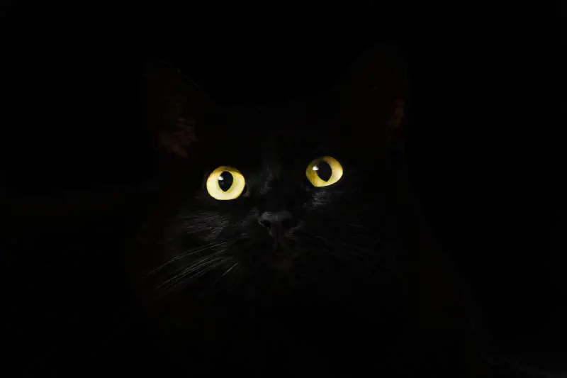 Corvo o gatto? L'illusione ottica fa impazzire i social