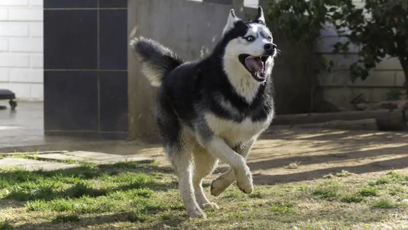 Cane strabico diventa virale, adottato grazie a Facebook