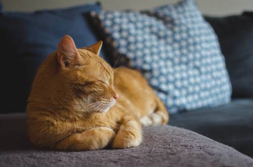 Anche i gatti soffrono di ansia da separazione