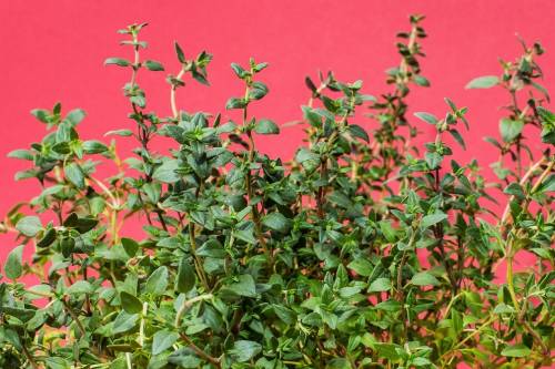 Timo, proprietà e caratteristiche dell'antica pianta aromatica