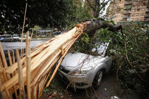 Roma, cinquantamila alberi sono a rischio caduta