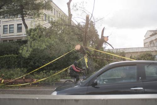 Maltempo Roma, alberi caduti dopo il temporale di ieri