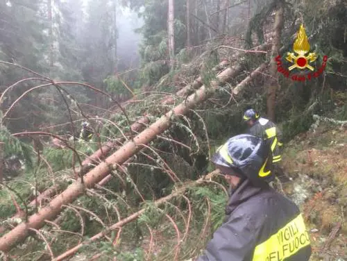 La strage dei boschi: il maltempo abbatte 14mila alberi