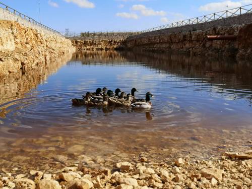 Bari, le anatre nuotano e depongono uova nell'acquedotto pugliese
