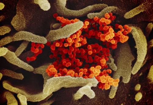 Creata la mappa in 3D di proteina coronavirus: vaccino sempre più vicino