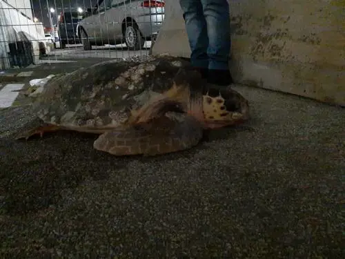 Barletta, il recupero della caretta caretta trovata in campagna