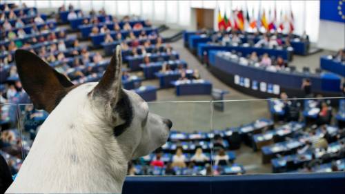 L’Europa vuole il commissario al “benessere animale”