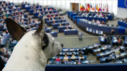 L’Europa vuole il commissario al “benessere animale”