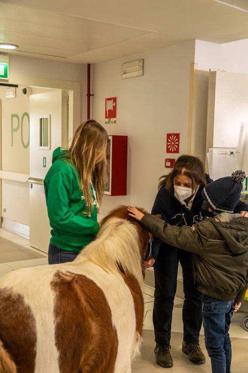 Coccole e giochi: il pony Arturo del Progetto Islander in visita ai pazienti dell'ospedale Gaslini