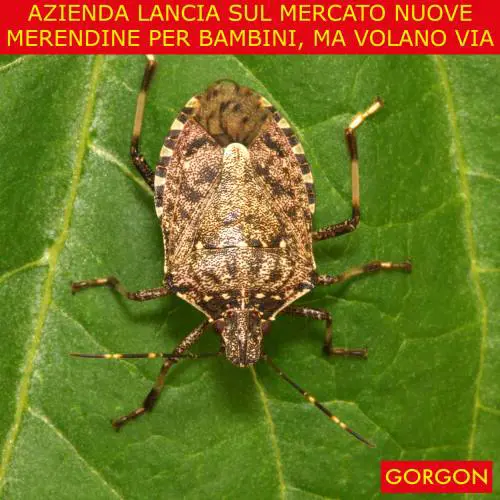 La satira del giorno. Nuove merendine