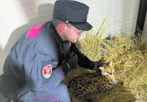 Avvistato un gattopardo, lo catturano i carabinieri
