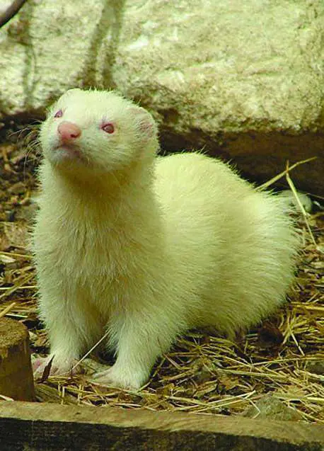 Piccolo, simpatico, allultima moda: è il furetto