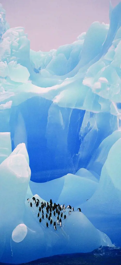 Pipistrelli, carnefici e samaritane