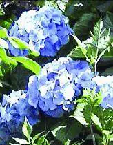 Fiori da record in Liguria: una collezione di ortensie colorerà villa Serra