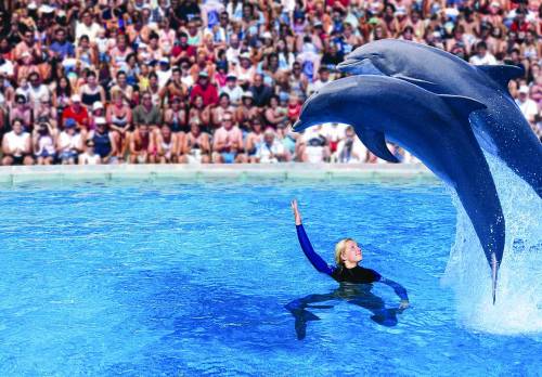 Foche e delfini protagonisti  a «Zoomarine»