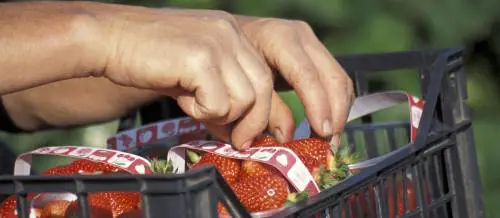 Maiolo coordinatrice: «La Cdl  tinta di rosa segnale per vincere»