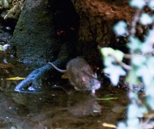 Emergenza a Marassi:  i topi si mangiano i gatti