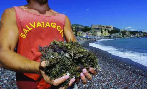 La Regione consiglia: «Mangiare soltanto mitili dallevamento»