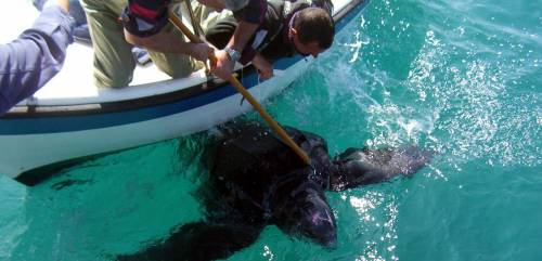 Laureati per salvare il mare