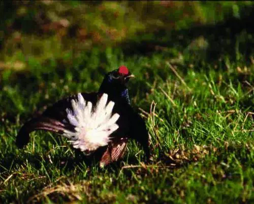 La Liguria del gallo forcello 