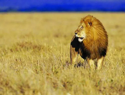 Il Parma vola con Corradi ma  poi rischia