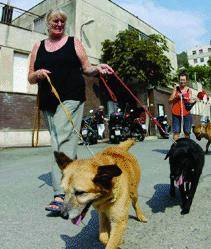 All’Amiu le multe sui cani