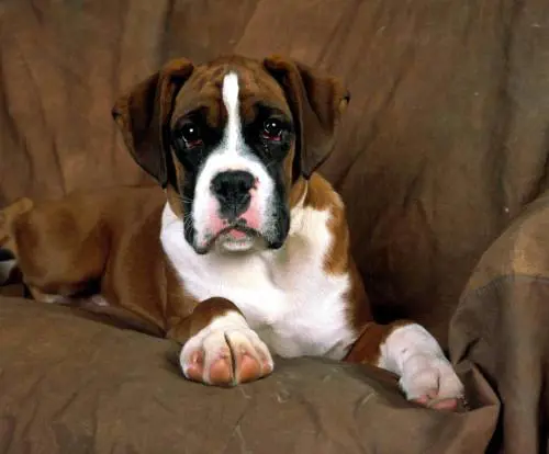 Il padrone malato viene morso dal cane e muore. Ma è giallo