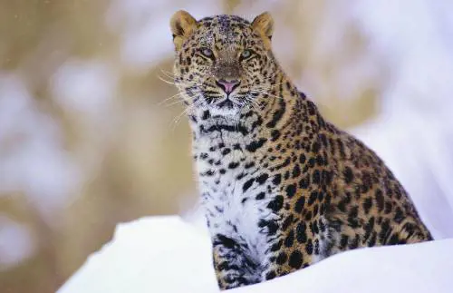 Sacco e Vanzetti icone di una fede a prova di dubbio