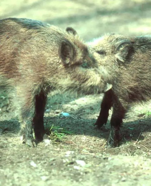 Cinghiali, danni sotto controllo