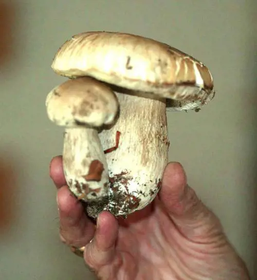 Celentano in tivù: un profeta troppo molleggiato