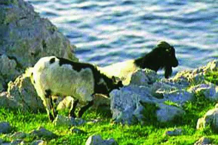 Allisola delle caprette parte lo sfratto