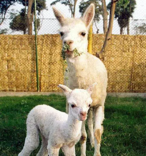 Asini e alpaca ripopolano Mele